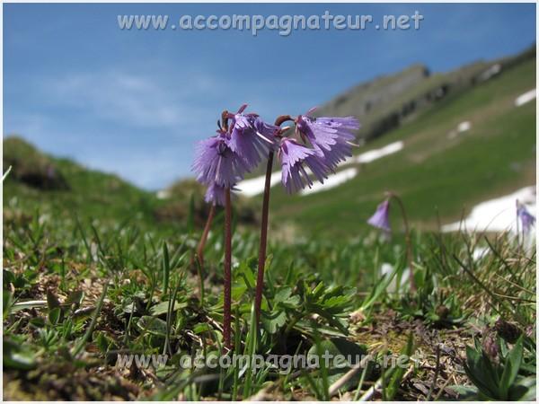 Photos de fleurs des Alpes par couleur